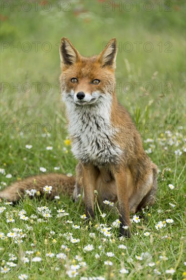 Red fox