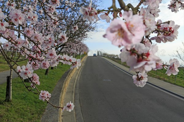 Almond tree