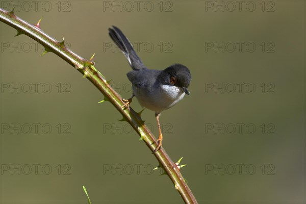 Sardinian Warbler