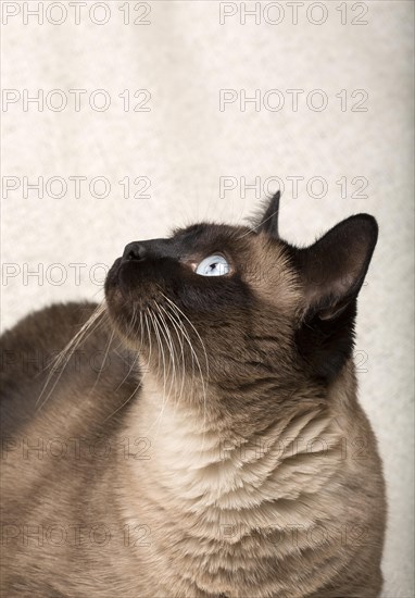 Siamese cat isolated on a blanket