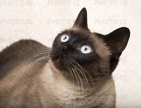 Siamese cat isolated on a blanket