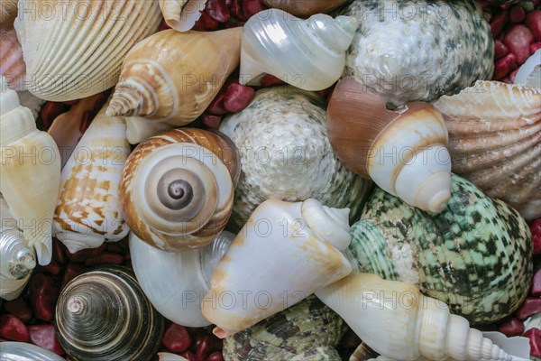 Shell collection