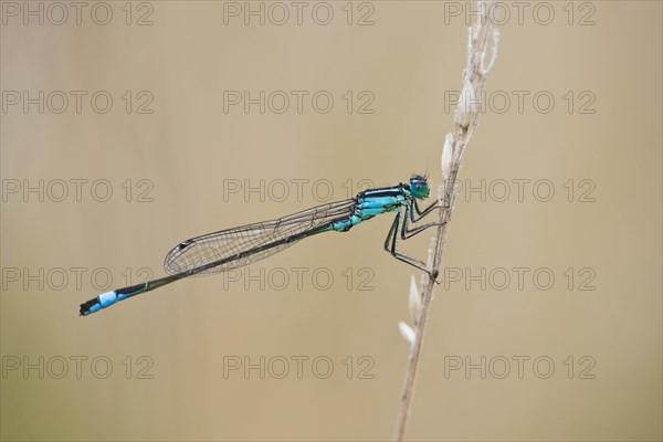 Blue tailed damselfly