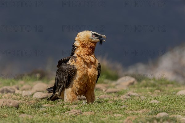 Bearded vulture