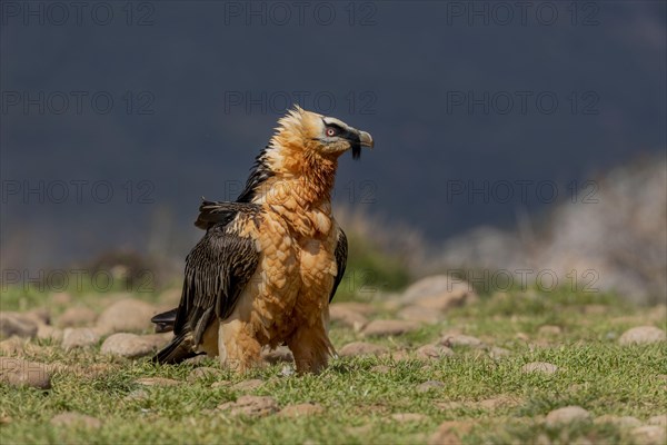 Bearded vulture