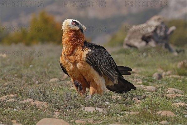 Bearded vulture