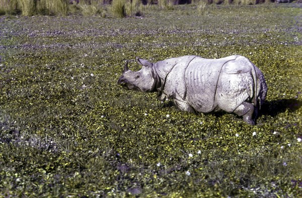 Indian Rhinoceros