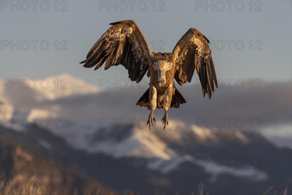 Griffon vulture