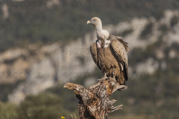 Griffon vulture