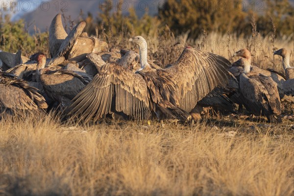 Densely packed griffon vultures