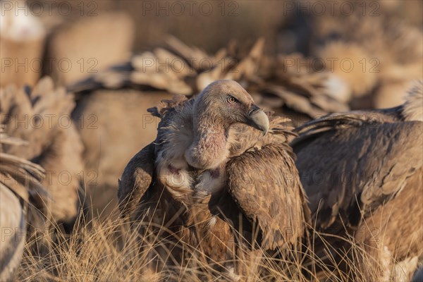 Single Griffon vulture