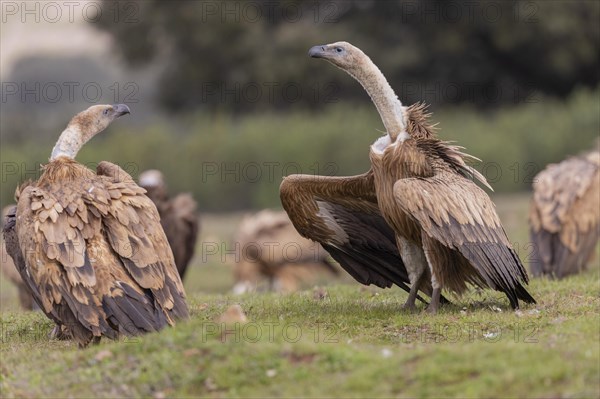 Griffon vulture