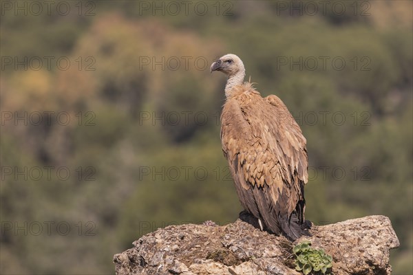 Griffon vulture