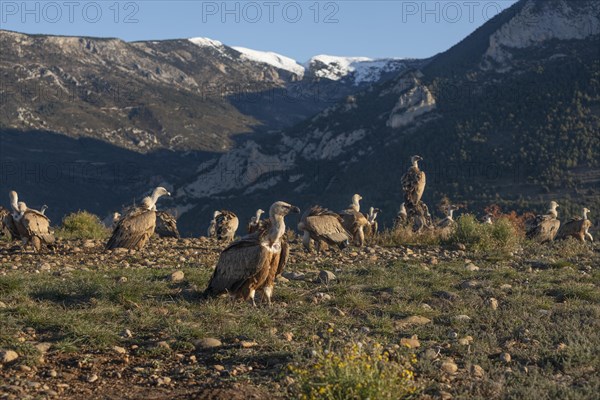 Gathering of griffon vultures