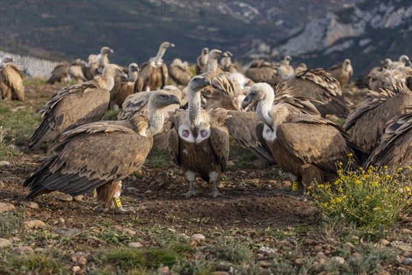 Gathering of griffon vultures