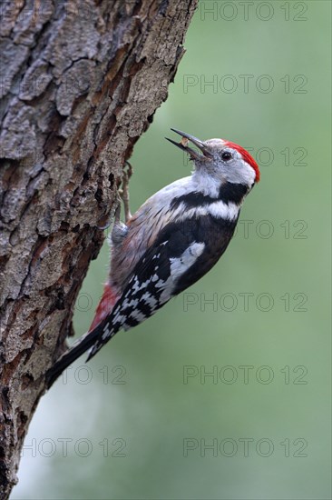 Middle spotted woodpecker