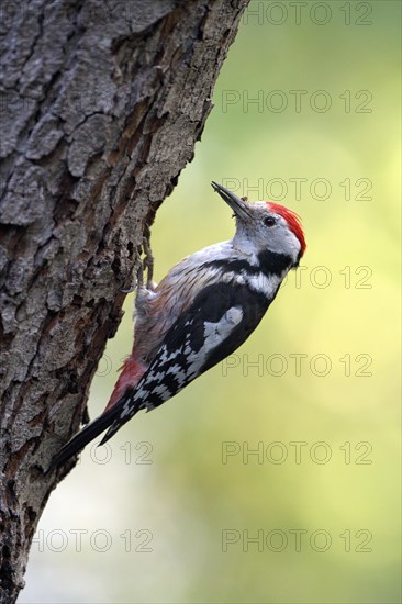 Middle spotted woodpecker