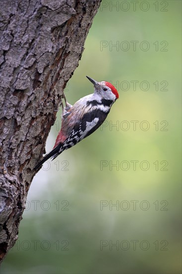 Middle spotted woodpecker