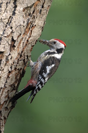 Middle spotted woodpecker