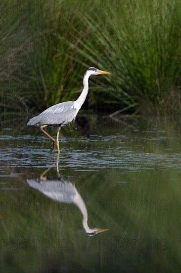 Grey heron