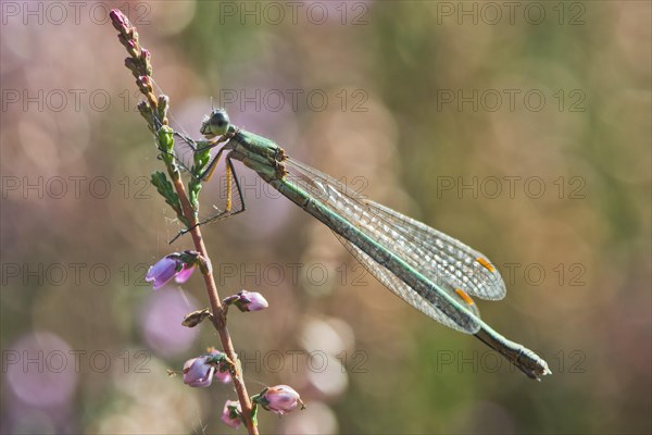 Willow Emerald Damselfly