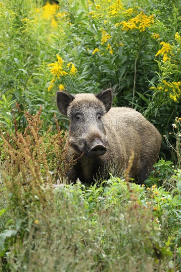 Wild boar