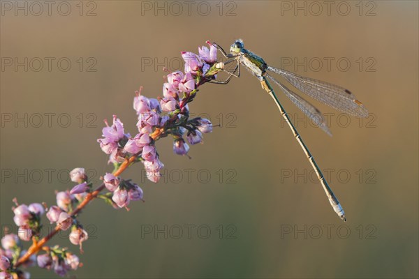 Willow Emerald Damselfly