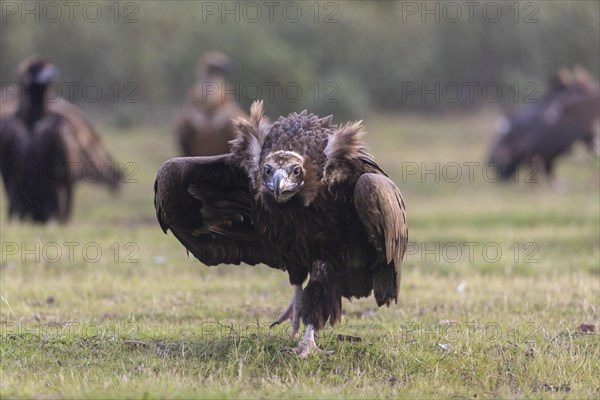 Cinereous vulture