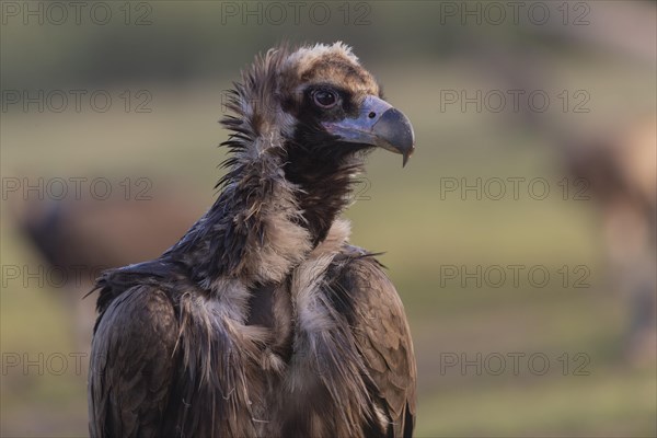 Cinereous vulture