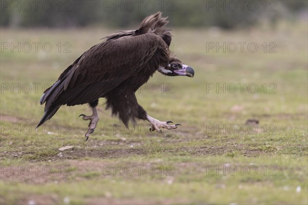 Cinereous vulture