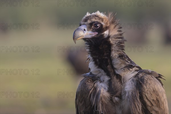 Cinereous vulture