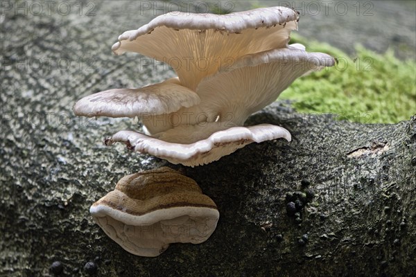 Branched oyster fungus
