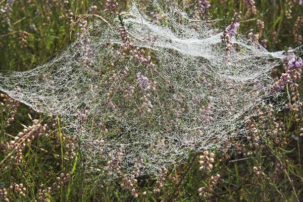 Spider webs with dew drops in Common Heather