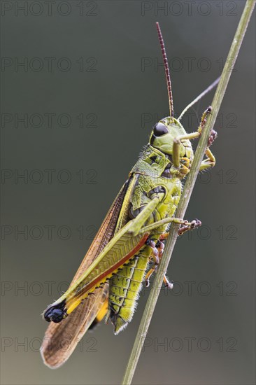 Large marsh grasshopper