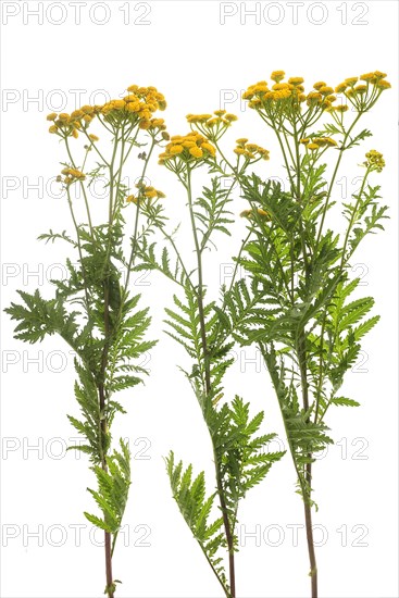 Tansy