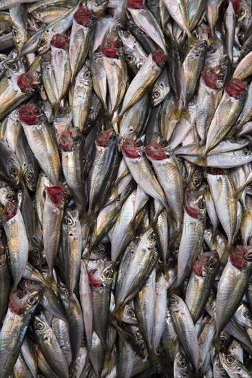 Horse mackerel at a stall at a street fish bazaar in Istanbul