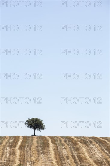 A tree in the field on the horizon