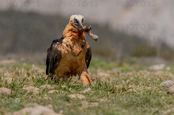 Bearded vulture