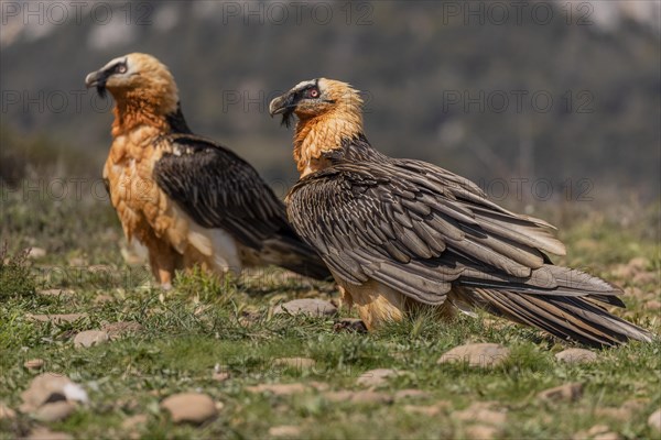 Two bearded vultures