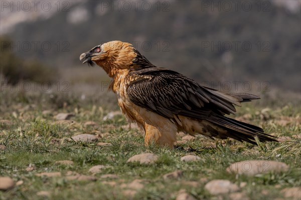 Bearded vulture