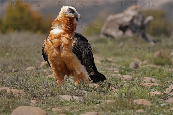 Bearded vulture