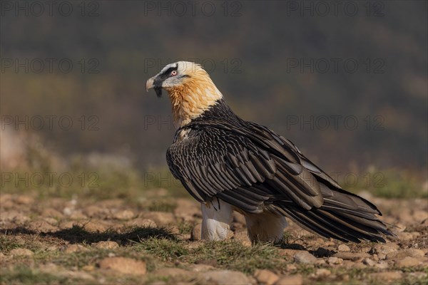 Bearded vulture