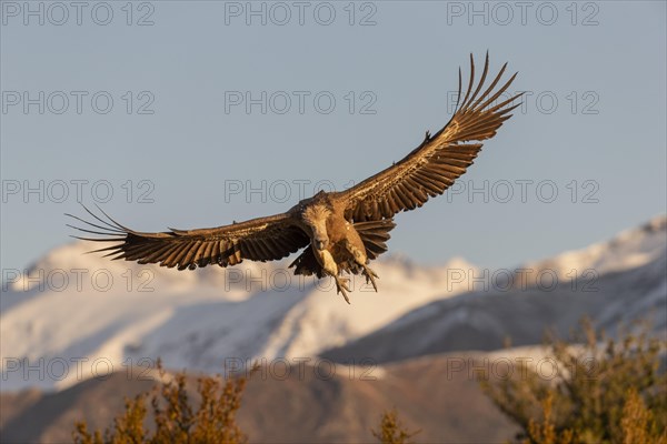 Griffon vulture