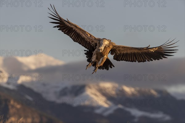 Griffon vulture