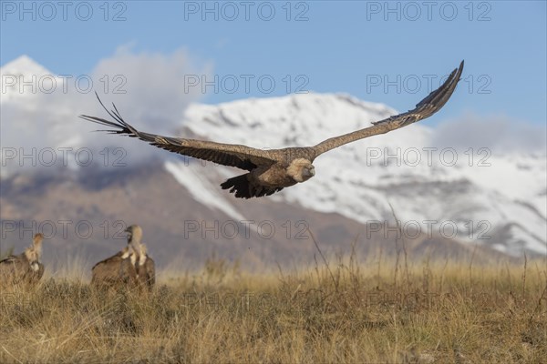 Griffon vulture