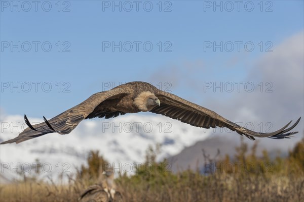 Griffon vulture