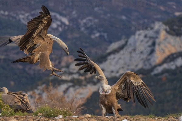 Griffon vulture