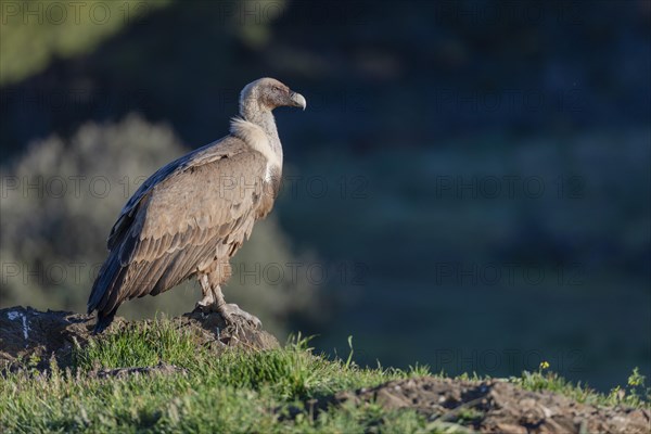 Griffon vulture