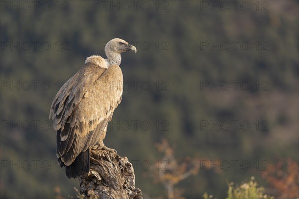 Griffon vulture