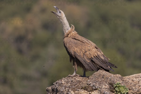 Griffon vulture